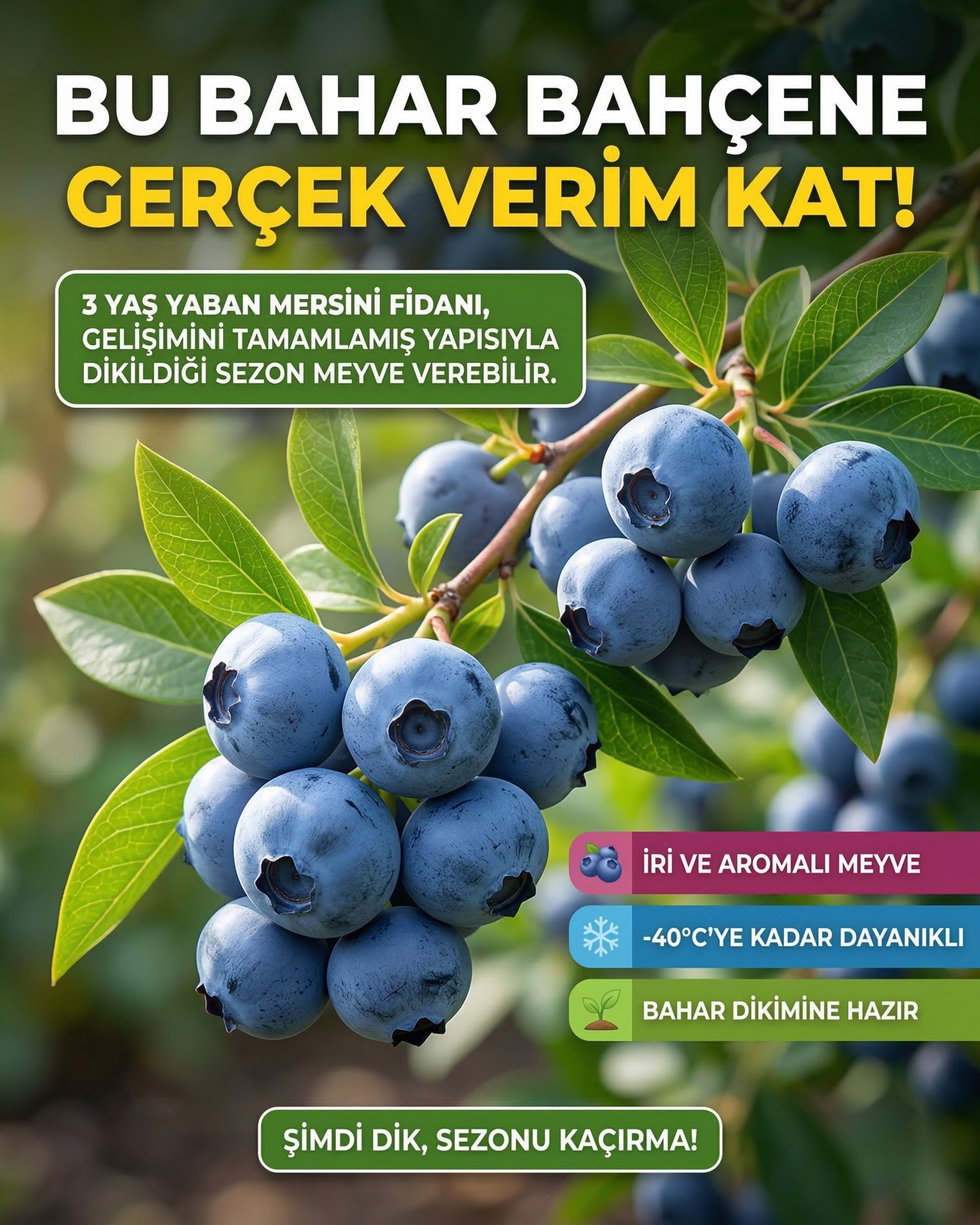 Meyve Vermeye Hazır Yaban Mersini Fidanı