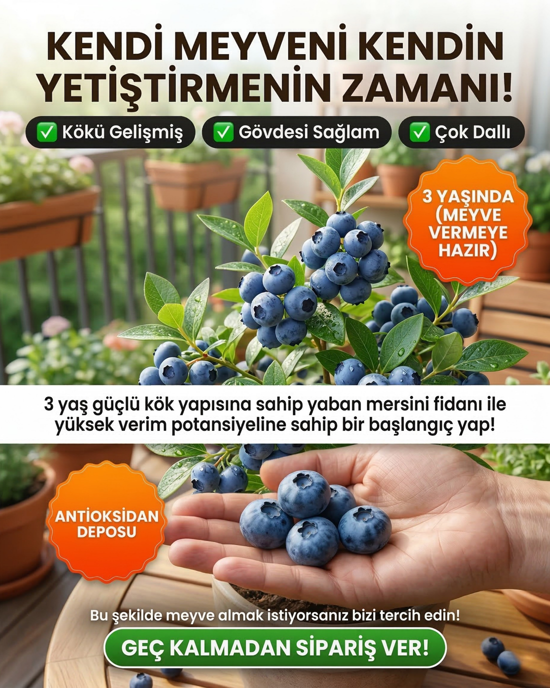 Meyve Vermeye Hazır Yaban Mersini Fidanı