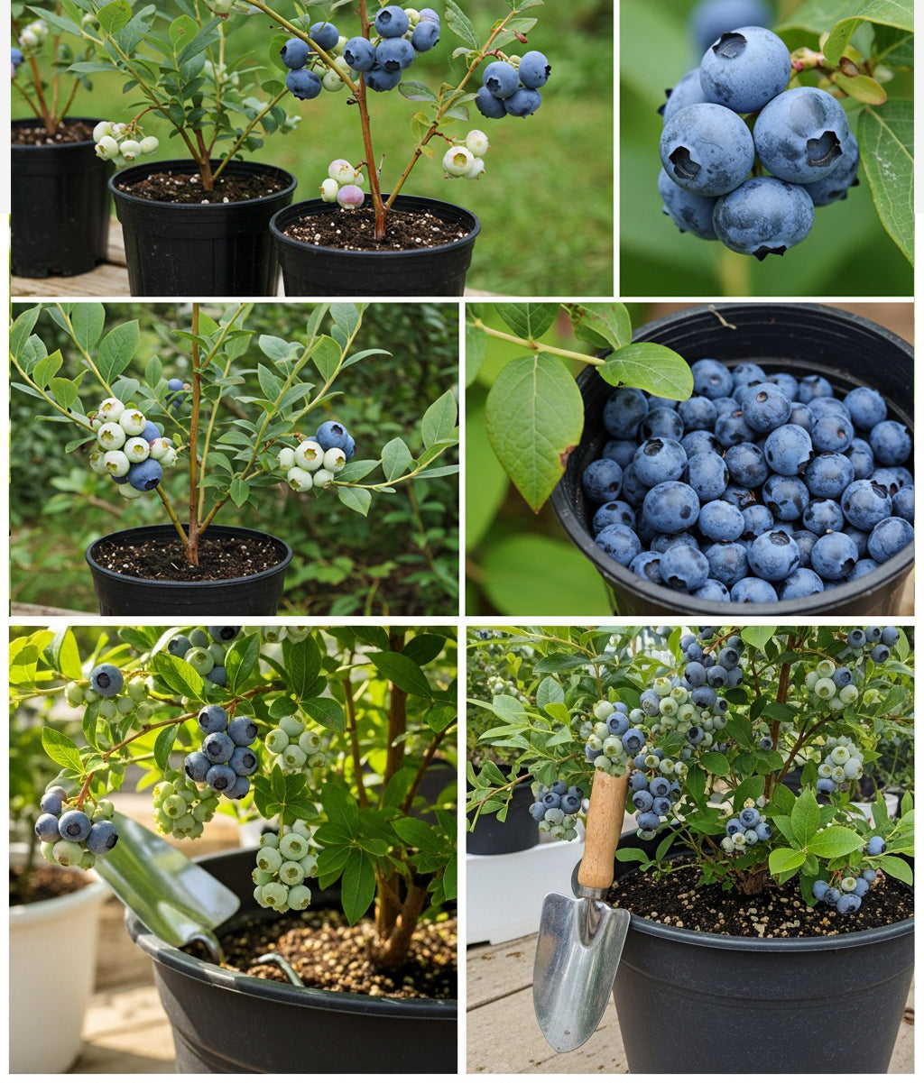 Meyve Vermeye Hazır Yaban Mersini Fidanı