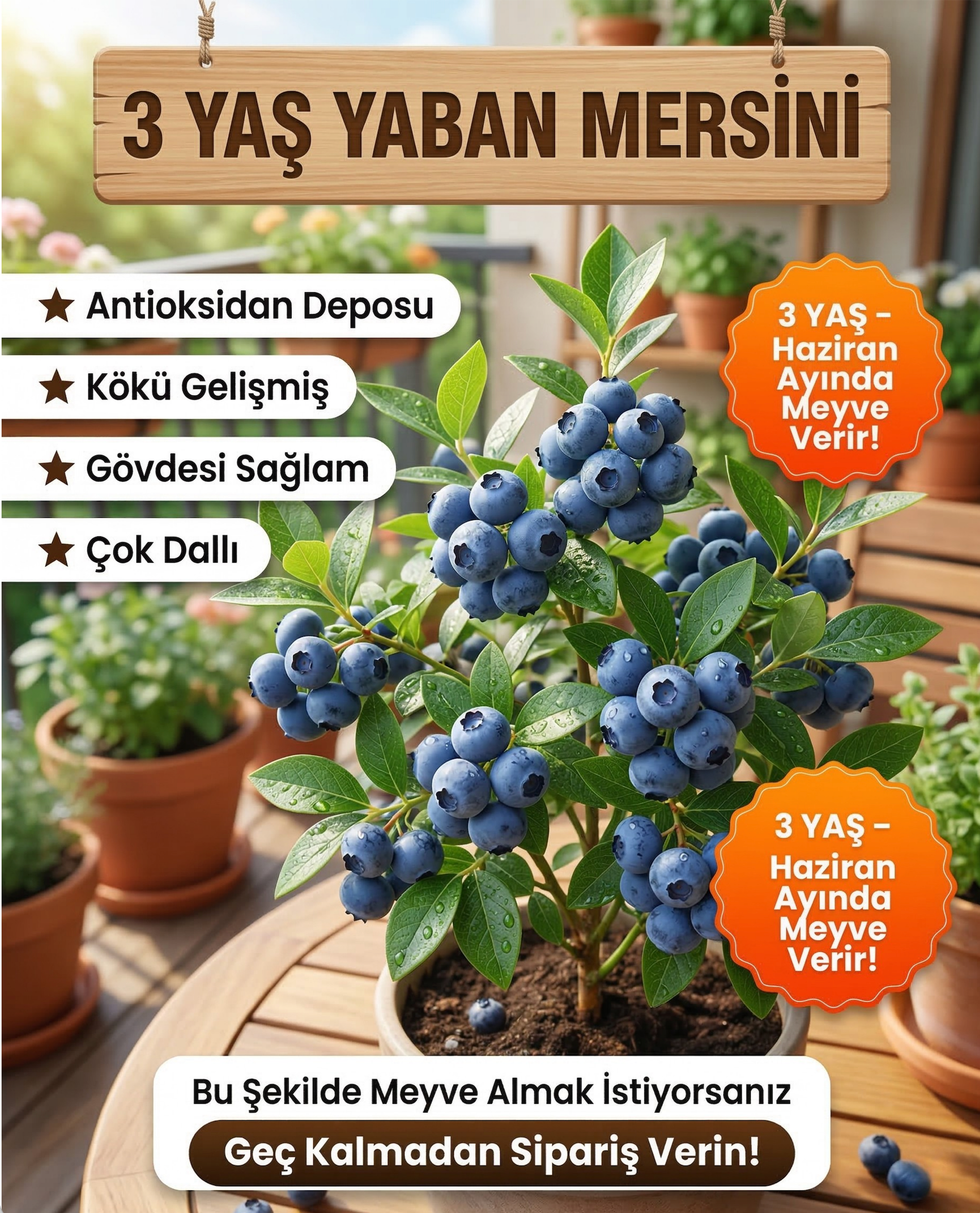 Meyve Vermeye Hazır Yaban Mersini Fidanı