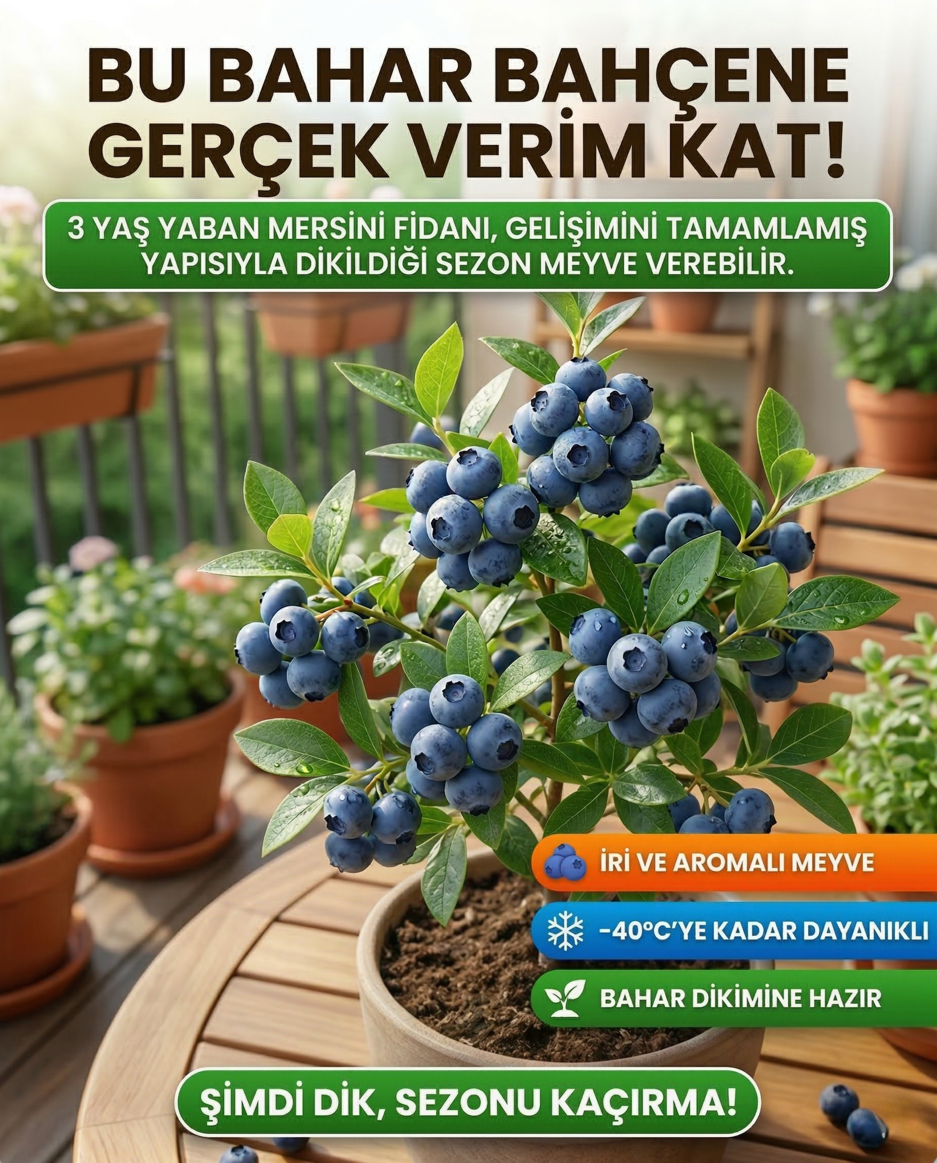 Meyve Vermeye Hazır Yaban Mersini Fidanı