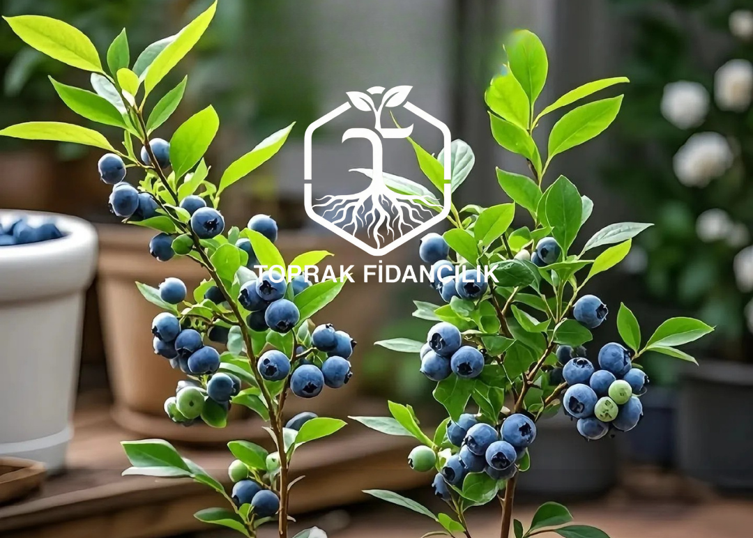 Yaban Mersini Fidanı