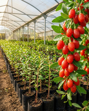 Goji Berry Fidanı