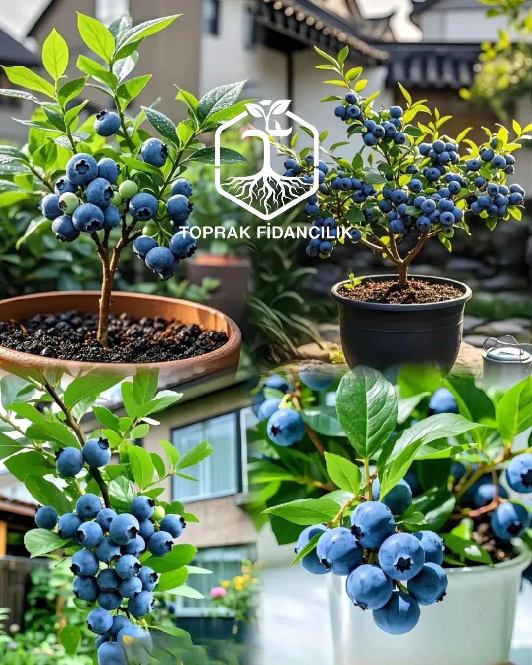 Yaban Mersini Fidanı