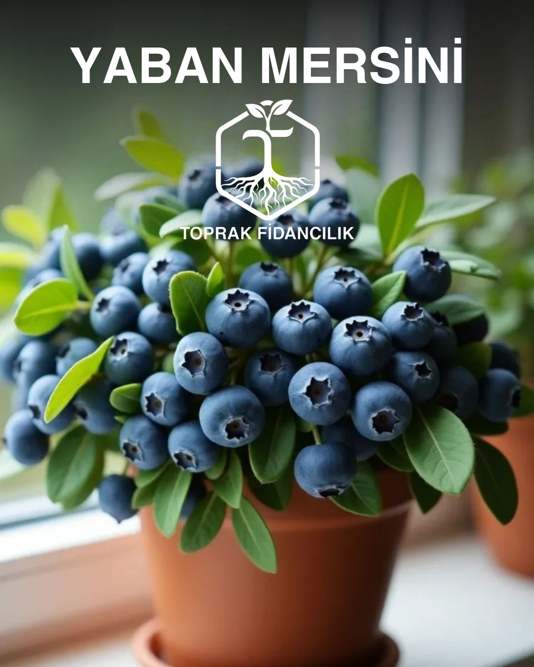 Yaban Mersini Fidanı